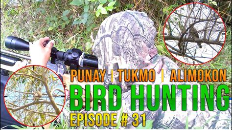 lootedpunay|BIRD HUNTING .